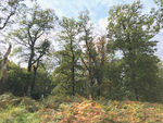 Naturpark Reinhardswald